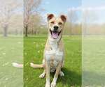Small Border Collie-Carolina Dog Mix