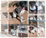 Small Photo #3 Labrador Retriever-Unknown Mix Puppy For Sale in Mesa, AZ, USA