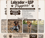 Lab x GSP mix - Female German Shorthaired Lab Puppy for Sale - Small photo