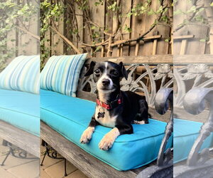 Italian Greyhuahua Dogs for adoption in Santa Clara, CA, USA