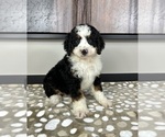 Small #3 Miniature Bernedoodle
