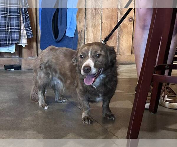 Medium Photo #2 Mutt Puppy For Sale in Polson, MT, USA