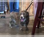 Small #1 Mutt