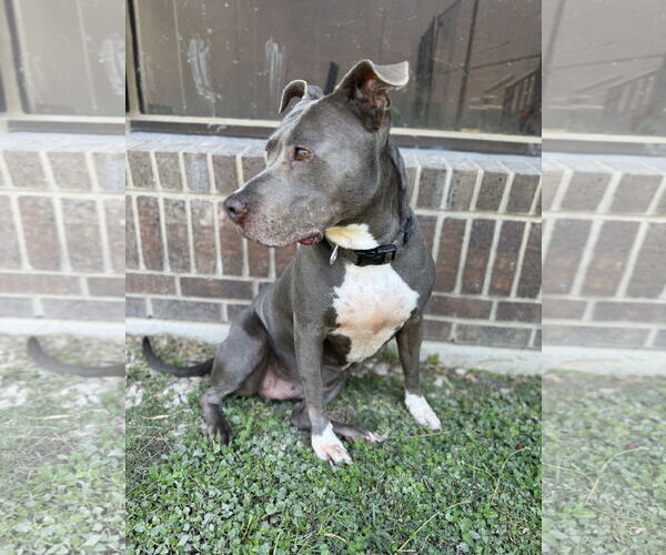 Medium Photo #2 American Pit Bull Terrier-Unknown Mix Puppy For Sale in Rowlett, TX, USA