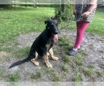 Image preview for Ad Listing. Nickname: Litter of 2