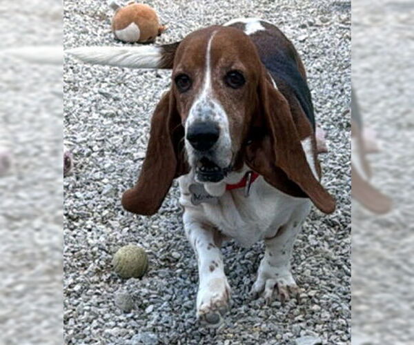 Medium Photo #1 Basset Hound Puppy For Sale in Deepwater, NJ, USA