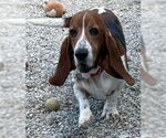 Small Basset Hound