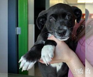 Borador Dogs for adoption in Washington, DC, USA