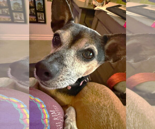 Medium Photo #4 Chihuahua-Unknown Mix Puppy For Sale in Boonton, NJ, USA