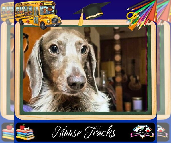 Medium Photo #1 Dachshund Puppy For Sale in San Antonio, TX, USA