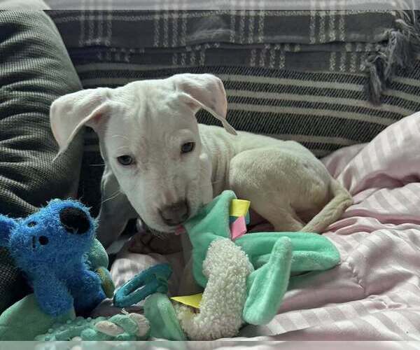 Medium Photo #3 Labrador Retriever-Unknown Mix Puppy For Sale in New York, NY, USA