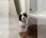 Small #2 Bernese Mountain Dog-Poodle (Miniature) Mix