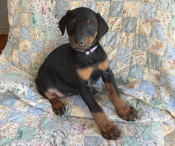 Medium Photo #3 Doberman Pinscher Puppy For Sale in BRISTOL, CT, USA