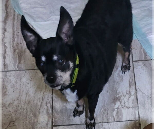 Medium Photo #2 Chihuahua-Unknown Mix Puppy For Sale in Rootstown, OH, USA