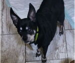 Small #1 Chihuahua Mix