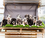Image preview for Ad Listing. Nickname: Litter of 12