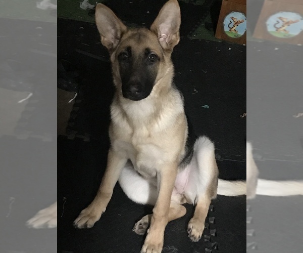 Medium Photo #1 German Shepherd Dog Puppy For Sale in DOUGLASVILLE, GA, USA