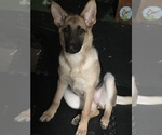 Small Photo #1 German Shepherd Dog Puppy For Sale in DOUGLASVILLE, GA, USA