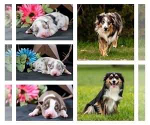 Australian Shepherd Litter for sale in GEORGETOWN, TX, USA
