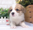 Small Photo #4 Pembroke Welsh Corgi Puppy For Sale in SAN FRANCISCO, CA, USA