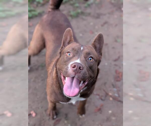 Medium Photo #1 Mutt Puppy For Sale in Sacramento, CA, USA