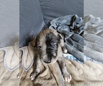 Small #7 Irish Dane