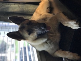 Father of the German Shepherd Dog puppies born on 10/30/2017