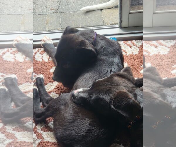 Medium Photo #5 Labrador Retriever-Unknown Mix Puppy For Sale in Oakhurst, NJ, USA