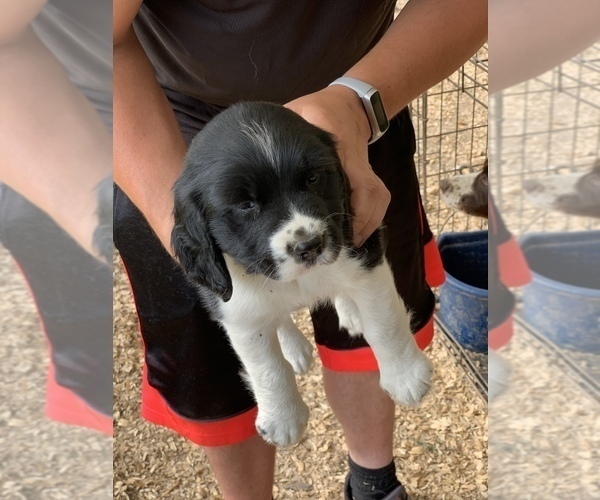 Medium Photo #8 English Springer Spaniel Puppy For Sale in JEANNETTE, PA, USA
