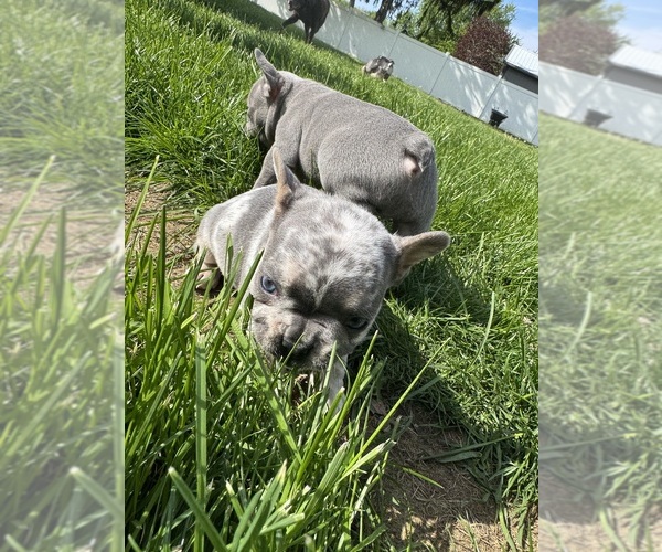 Medium Photo #7 French Bulldog Puppy For Sale in MIDDLEBURY, IN, USA