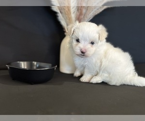 Maltese Puppy for sale in SAINT CLOUD, FL, USA
