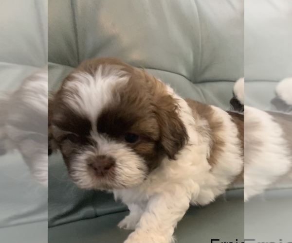 Medium Photo #5 ShihPoo Puppy For Sale in MARION, NY, USA