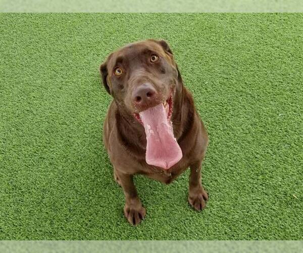 Medium Photo #1 Labrador Retriever Puppy For Sale in Camarillo, CA, USA