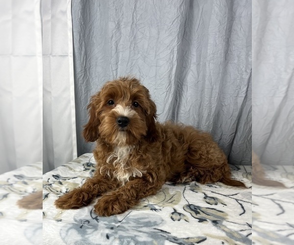 Medium Photo #8 Goldendoodle (Miniature) Puppy For Sale in GREENWOOD, IN, USA