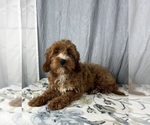 Small Photo #8 Goldendoodle (Miniature) Puppy For Sale in GREENWOOD, IN, USA