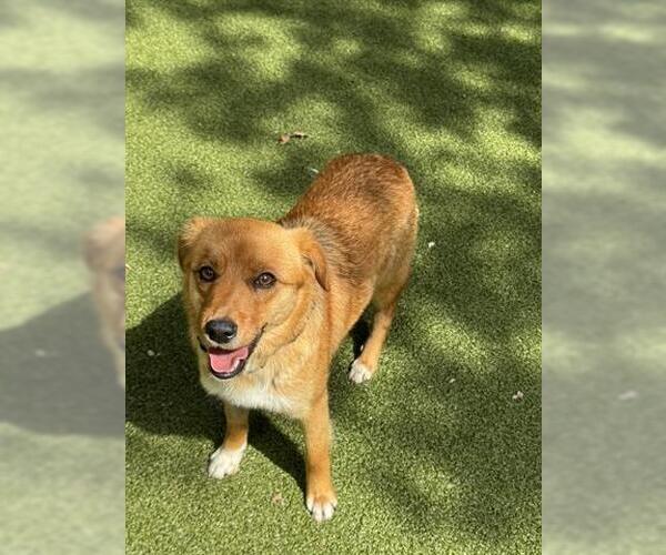 Medium Photo #1 Mutt Puppy For Sale in San Martin, CA, USA