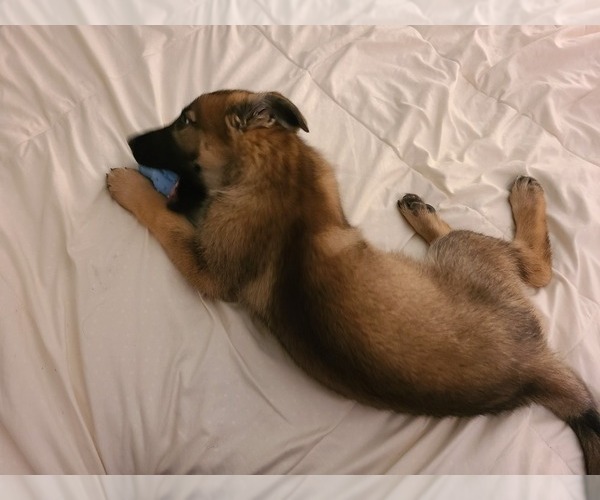 Medium Photo #4 German Shepherd Dog Puppy For Sale in MONTREAL, MO, USA