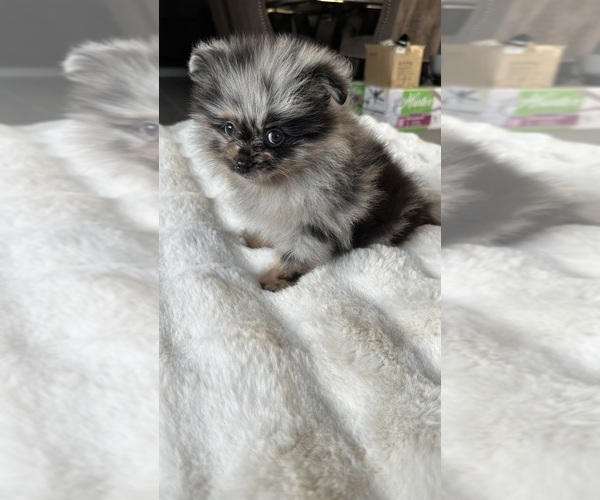 Medium Photo #3 Pomeranian Puppy For Sale in BAKERSFIELD, CA, USA