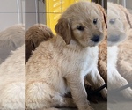 Small Photo #4 Goldendoodle Puppy For Sale in WALNUT GROVE, MO, USA