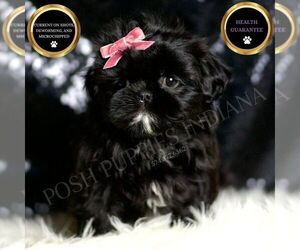 Shih Tzu Puppy for sale in WARSAW, IN, USA