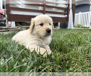 Golden Retriever Puppy for sale in EFFINGHAM, IL, USA