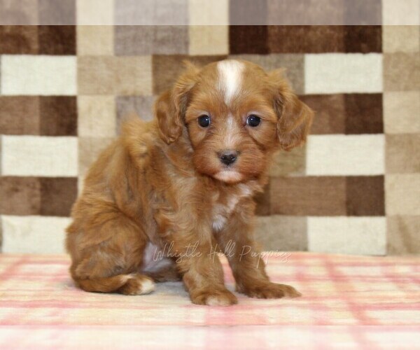 Medium Photo #3 Cavapoo (Miniature) Puppy For Sale in DENVER, PA, USA