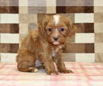Small #2 Cavapoo (Miniature)