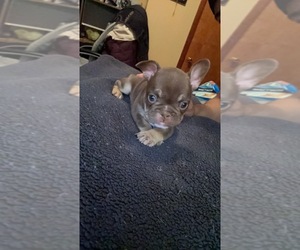 French Bulldog Puppy for sale in EAST CHICAGO, IN, USA