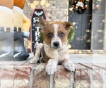 Small #3 Australian Cattle Dog