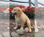 Small Photo #3 Golden Retriever Puppy For Sale in MILLERSBURG, IN, USA