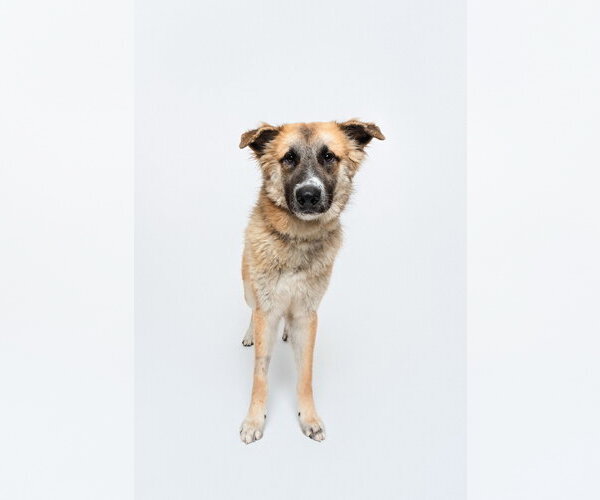Medium Photo #4 Anatolian Shepherd-Unknown Mix Puppy For Sale in Houston, TX, USA