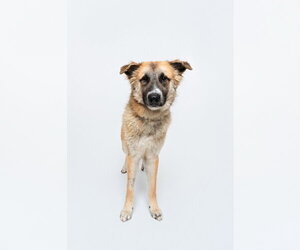 Biscuit (Chip) - Male Anatolian Shepherd-Unknown Mix Dog for Adoption - Photo #4