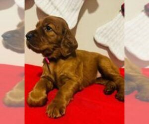 Irish Setter Puppy for sale in CLIFTON, NJ, USA