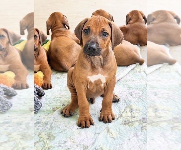 Medium Photo #5 Rhodesian Ridgeback Puppy For Sale in MADISON, GA, USA